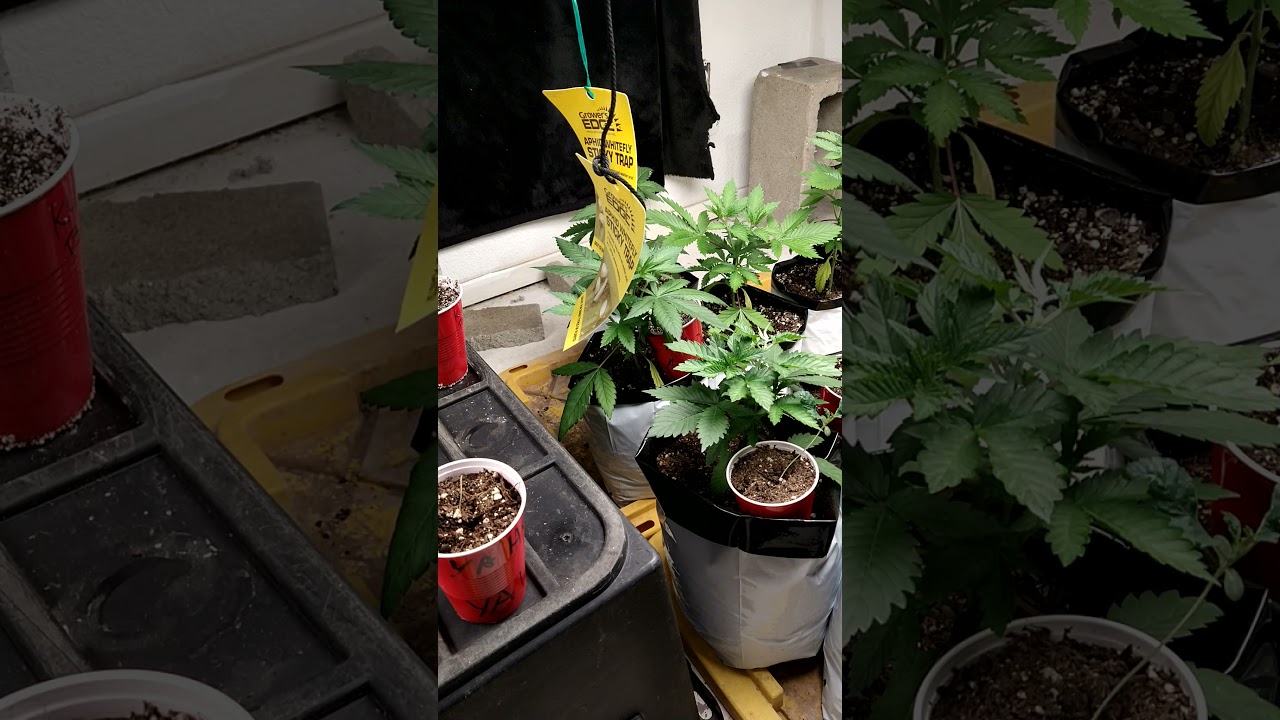 3rd coast genetics & In-house genetic grow