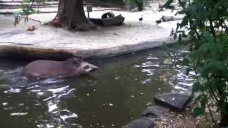 Swimming Tapir