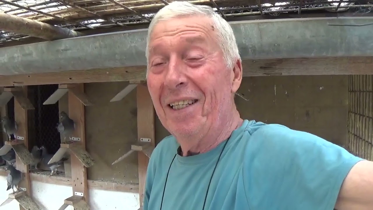 Maestrul columbofil dl Nicu Bizdrigheanu Urziceni Romania pui generatia 2024 de vanzare part 2