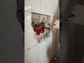 Fixing the electrical box in place with plaster. #electricity #box #plaster #renovation