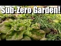Sub-Zero Winter Vegetable Garden in Unheated Hoop House (Zone 5)