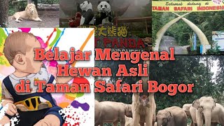 Belajar Mengenal Nama dan Suara Hewan Asli di Taman Safari Bogor