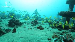 DO YOU WANT TO SEE FROGFISH DUMAGUETE DIVING DRAMA Guía