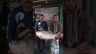 Amazing Big Cuttla Fish বড সইজর কতল মছ
