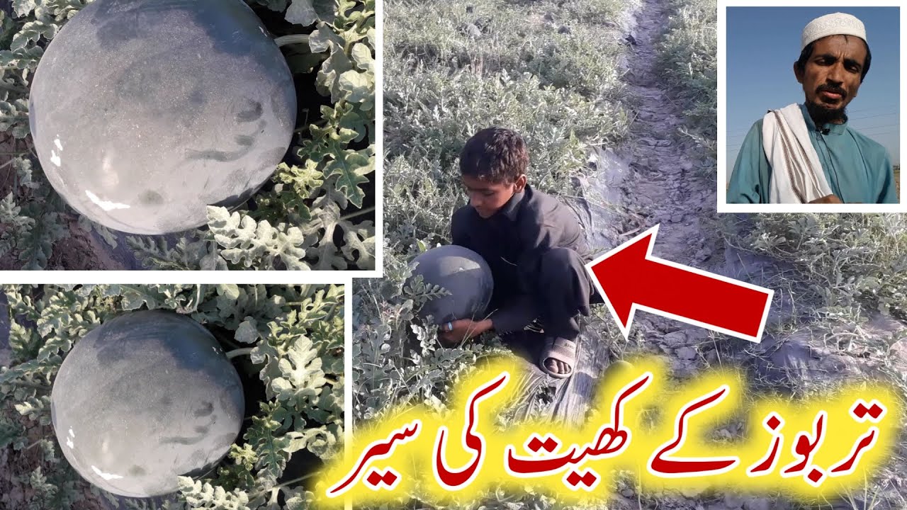 Watermelon Field visit in Punjab Pakistan Juicy Watermelon