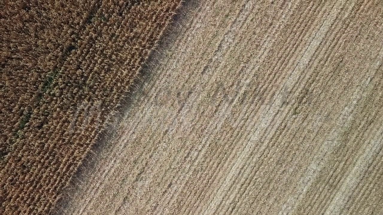 Harvesting of corn. Harvester gather corn from the field. Russia, From Drone, HEAD OVER SHOT