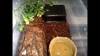 Celebrity Reptile Update May 2012 (Mini contest at ending) Net Worth