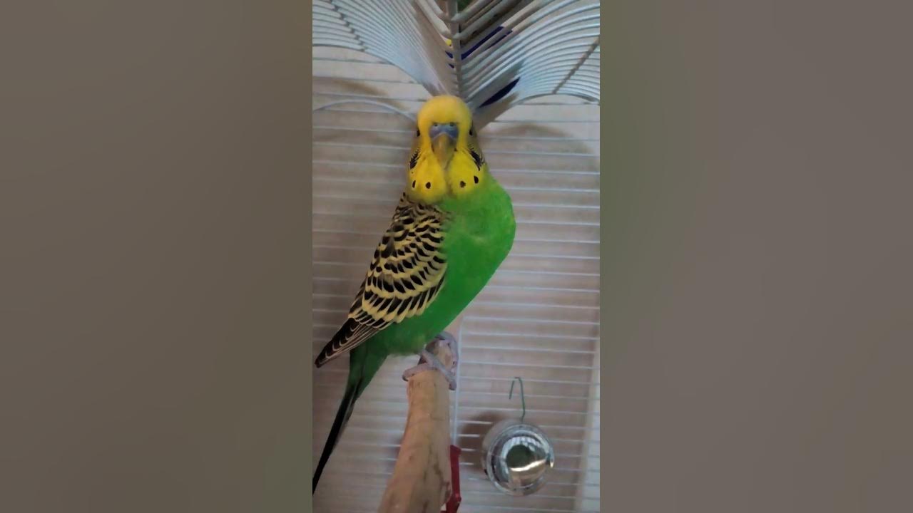 гриша попугайчик