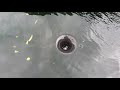 Diy home made floating surface pond skimmer