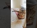 cat is talking to me#catlover #funny