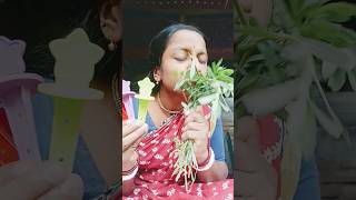 Moringa & Red Rose candy By technical fuchkul #shorts