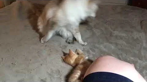 Teaching kitten