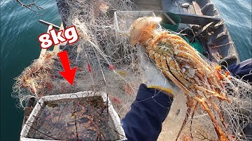 Thả lưới trúng ổ tôm Mốc khủng, ngư dân trúng lớn thu về hàng triệu đồng - Nghề lưới tôm Hùm