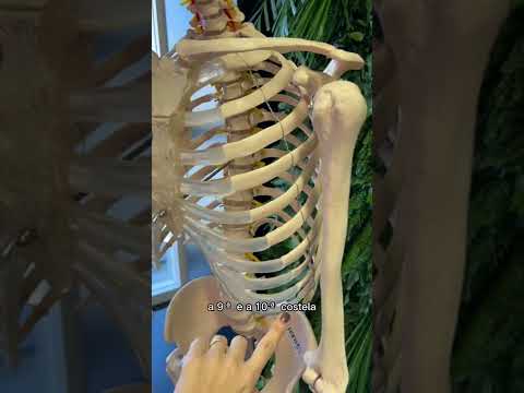 Vídeo: Quais costelas são típicas?
