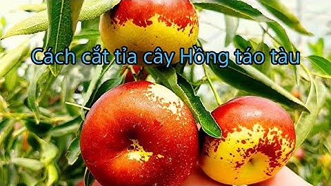 Hướng dẫn chi tiết cắt tỉa cây Hồng Táo Tàu để cây khoẻ mạnh ra trái ổn định