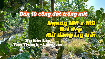 Bán 10 công đất trồng mít ở xã tân lập tân Thạnh Long an