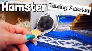 Hamster Taming Session 🐹