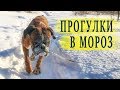 Прогулки в мороз.Немецкий боксёр Тайсон