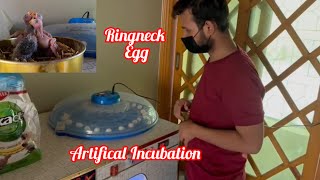 Ringneck Kay Egg Incubator Ma Rakh Diya/Artifical Incubation#GB Birds