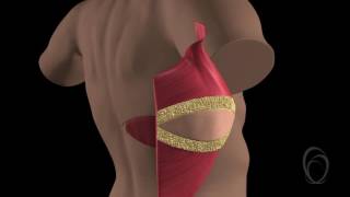 LD Plastic Surgery Breast Reconstruction