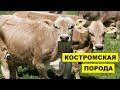 Разведение Костромской породы коров как бизнес идея | КРС | Костромская корова