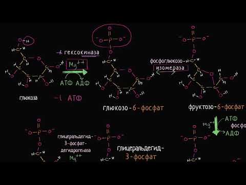 Стадии гликолиза (видео 6) | Клеточное дыхание| Биология