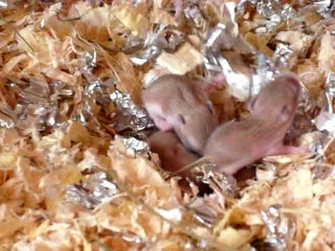 Video: Din Ce Mor Hamsteri