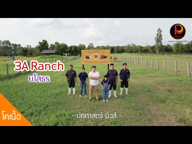 3A Ranch ยโสธร ขับเคลื่อนธุรกิจฟาร์มวัว ด้วยเทคโนโลยี IVF (การย้ายฝากตัวอ่อน) - ปศุศาสตร์ นิวส์