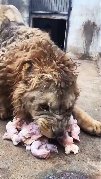 singa mengaum woow😲😲