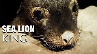 The Sea Lion King: Life and Danger in Australia’s Wild Seas | Wild Tales | Documentary