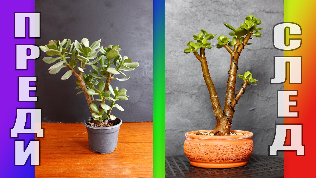 How To Make Bonsai From Crassula Ovata (Jade plant) - A. Bestia 2025