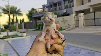 This Kitten was LEFT FOR GONE: What Happens Next you wouldn't believe