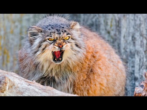 Vídeo: Steppe cat manul: foto e descrição