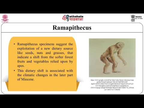 Ramapithecus: Phylogenetic and Taxonomic status