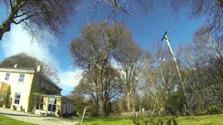 Time Lapse of beech tree pruning thinning