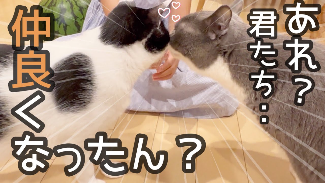 Everyone together] When I gathered six cats in the living room, a