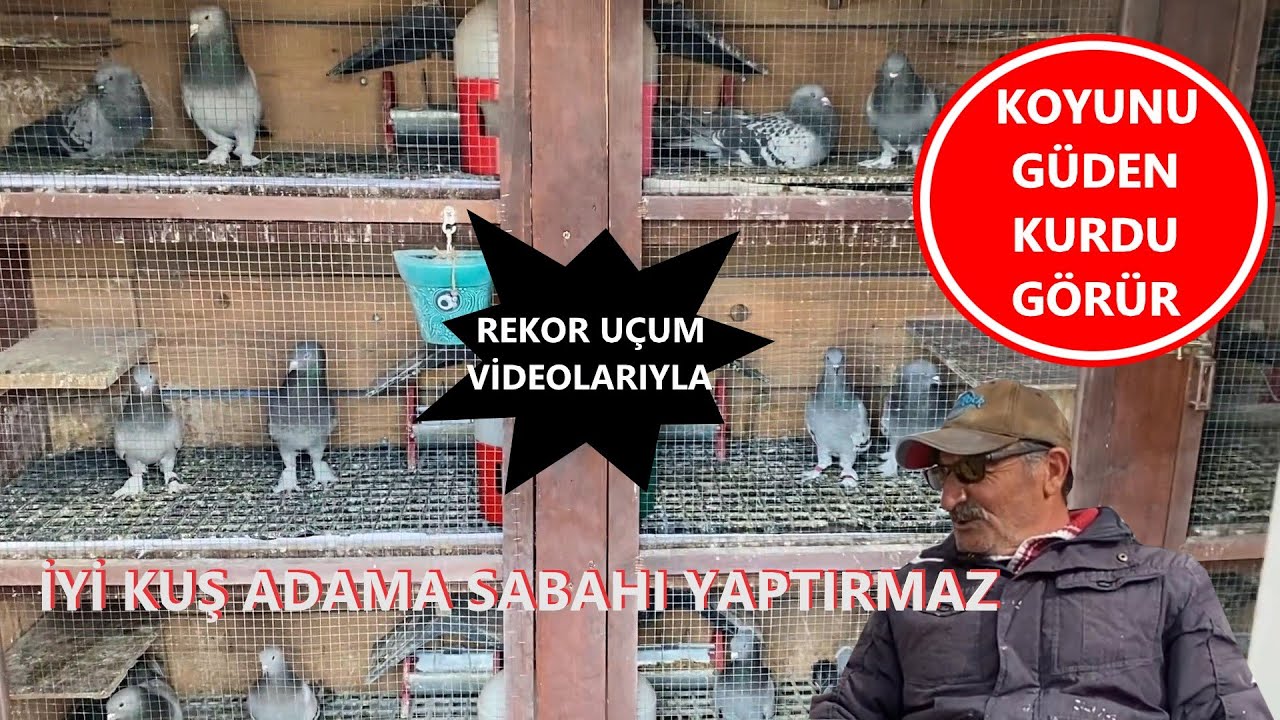 İYİ KUŞ ADAMA SABAHI YAPTIRMAZ - YAVUZ SAVAŞ OYUN KUŞU KÜMES ZİYARETİ