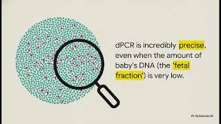 NIPT test using digital-PCR (d-PCR) Cell Free DNA (cfDNA) , non-invesive prenatal test by dPCR