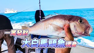 【台客去船釣】近海輕鬆體驗赤馬班！天才小釣手釣起破千元白馬頭魚！feat.佳昌號娛樂海釣船 by 台客的耍廢日常 TK Life 31,601 views 2 months ago 20 minutes