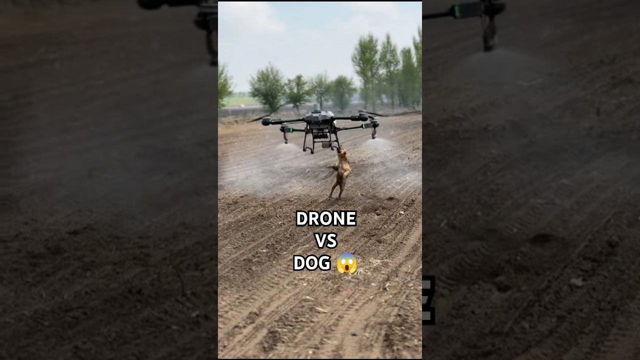 DJI Drone Vs Dog 🐶😅 