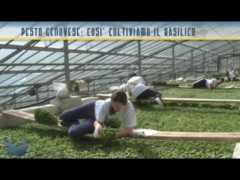 Video: Basilico: Sul Davanzale, In Serra, In Campo Aperto