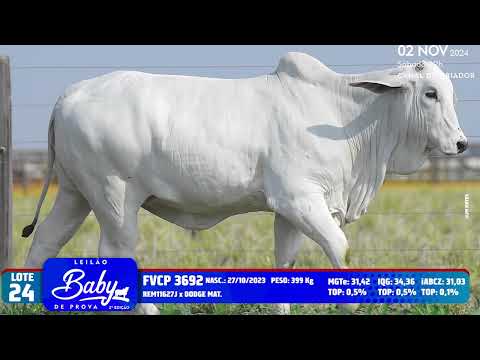 LOTE 24   FVCP 3692