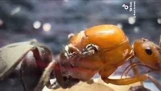 Ant-Room Species Showcase!