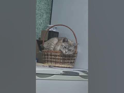 Грусть-тоска меня съедает, одолела молодца....#котики - YouTube