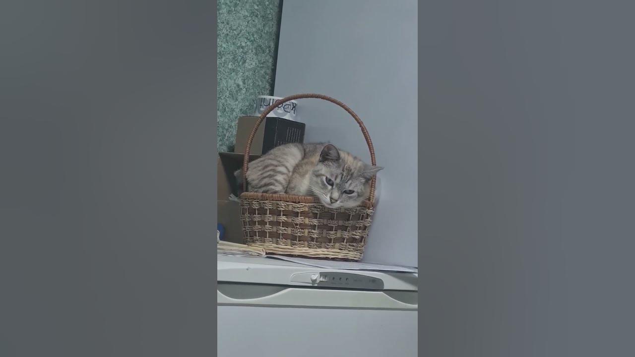 Грусть-тоска меня съедает, одолела молодца....#котики - YouTube