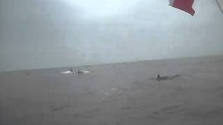 Delfines, Isla Choros, IV región, Coquimbo, Chile...
