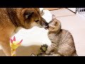 一人チュウチュウは好きだけどやっぱり柴犬とお姉ちゃん猫がだ~い好きな子猫　Kittens love Shiba Inu and sister