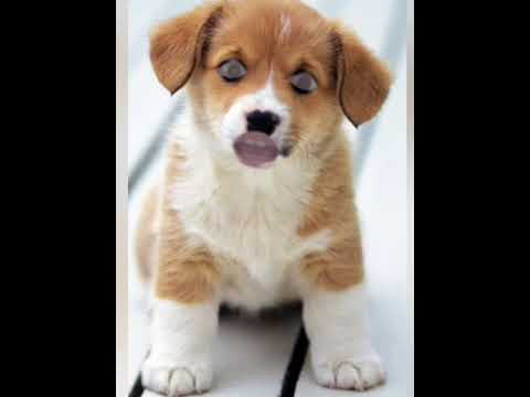 محمد هنيدى أبوية عايز يجوزنى