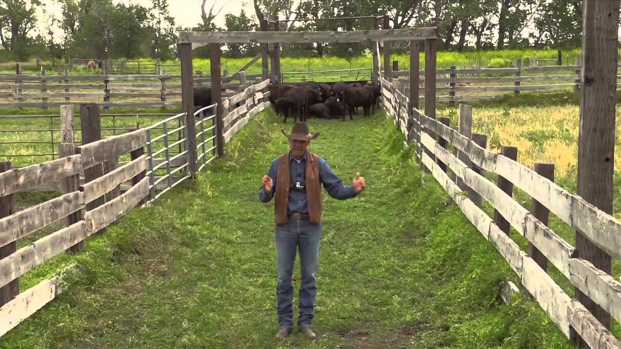 Cattle Handling On Foot