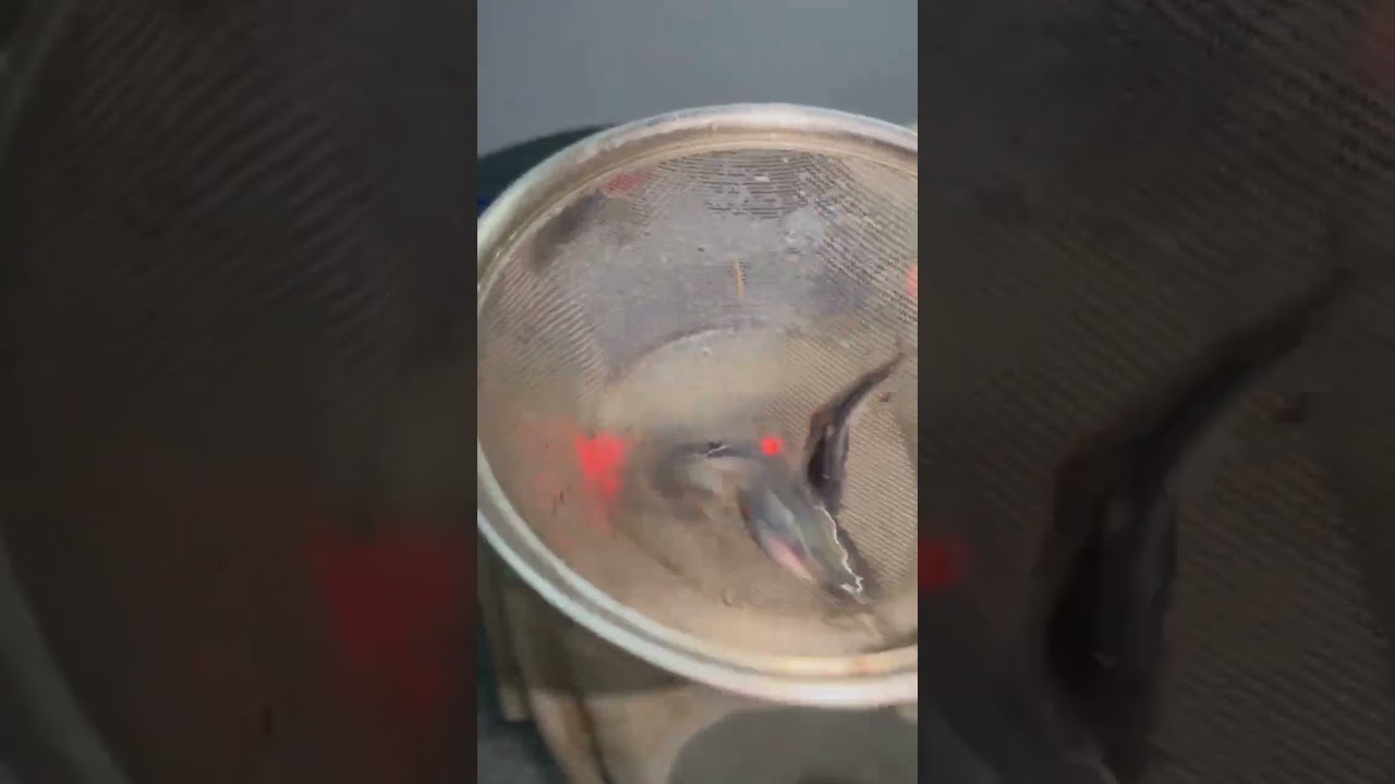 weight measurement.🐟 